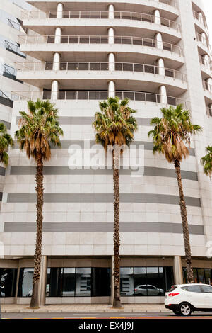 Palm trees in Cape Town South Africa Stock Photo