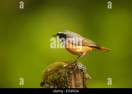 Male Redstart, perched on a mossy post in a woodland valley (Phoenicurus phoenicurus) - UK Stock Photo