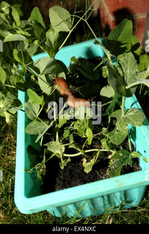 A cheeky slug pictured eating away at a pea vegetable plant in a garden pot in Chichester, West Sussex, UK. Stock Photo