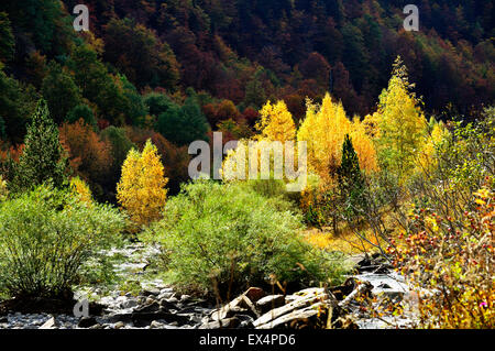 Autumn colors in Ordesa Valley. Pyrenees, Aragón, Huesca, Spain Stock Photo