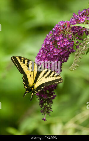 Western Tiger Swallowtail (Papilio rutulus) butterfly on Black Knight Butterfly Bush (Buddleja davidii) in Issaquah, Washington Stock Photo