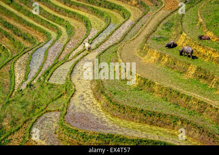 Overview of rice paddy in Sa Pa Vietnam Stock Photo