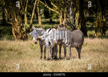Endangered Black White Grevy's Zebras species (Equus grevyi), Lewa, Kenya Stock Photo