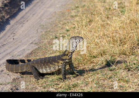 Monitor Lizard, Varanus niloticus on savanna, nambwa park Namibia, Africa Stock Photo