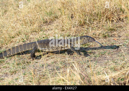 Monitor Lizard, Varanus niloticus on savanna, nambwa park Namibia, Africa Stock Photo