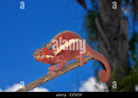 Male panther chameleon (Furcifer pardalis), lowland rainforests of Ankaramy, Northwestern Madagascar