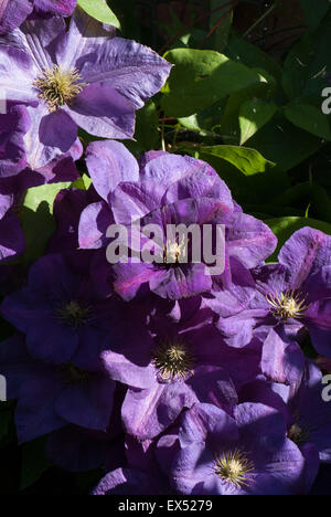 Clematis 'Perrins Pride' Stock Photo - Alamy