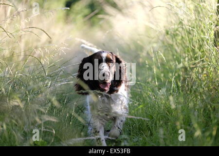 English Springer Spaniel puppy running through long grass in the evening sun. Stock Photo