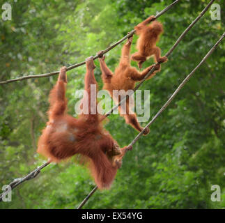Orangutan family in funny poses walking on liana in a jungle Stock Photo