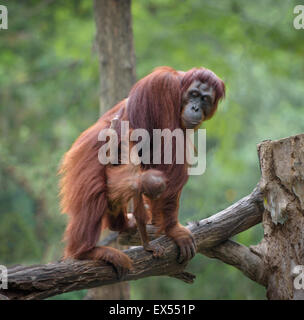 Little orangutan hugging its mom, with jungle as a background Stock Photo