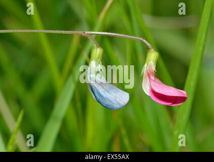 Grass Vetchling - Lathyrus nissolia Grassland Wild Flower Stock Photo