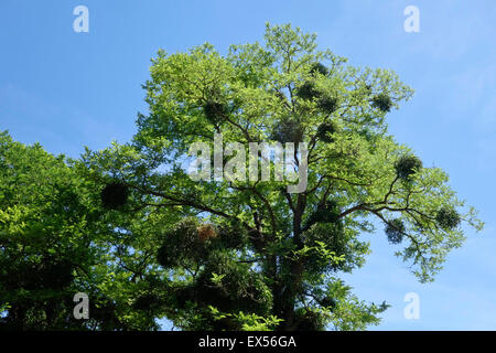 European mistletoe clumps attached to big tree branches, Viscum album, France. Stock Photo
