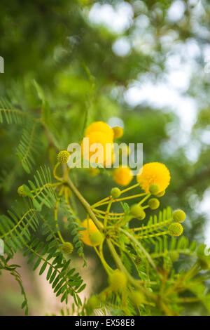 Mimosa flowers. View of beautiful yellow acacia trees on the nature. Stock Photo