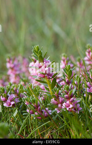 Sea Milkwort. Glaux maritima in situ on salt marsh. Stock Photo