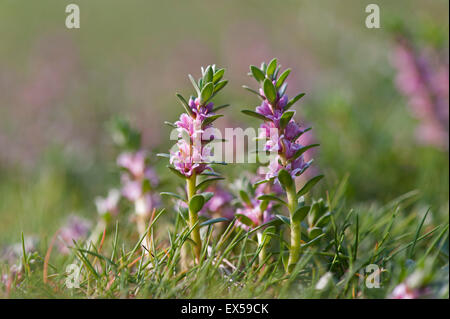 Sea Milkwort. Glaux maritima in situ on salt marsh. Stock Photo