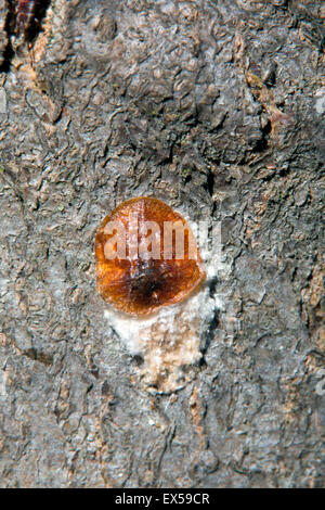 Pulvinaria regalis. Horse chestnut scale insects on Sycamore tree trunk. Stock Photo