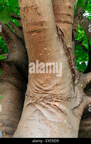 Pulvinaria regalis. Horse chestnut scale insects on Sycamore tree trunk. Stock Photo