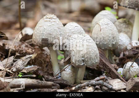 Coprinus comatus mushrooms group, close up shot Stock Photo