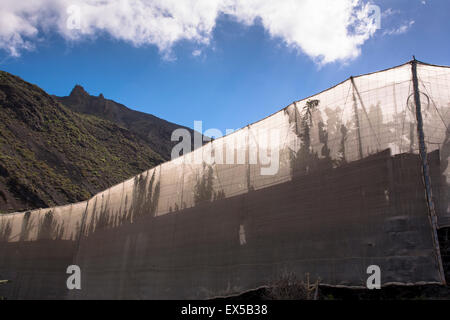 ESP, Spain, the Canary Islands, island of La Palma, banana plantation submontane of the volcano San Antonio near Fuencaliente.   Stock Photo