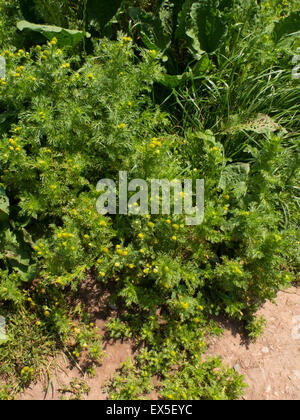 Pineapple Mayweed Matricaria discoidea Stock Photo