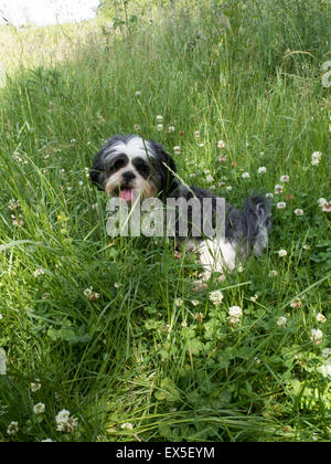 Lhasa apso dog resting in a field Stock Photo