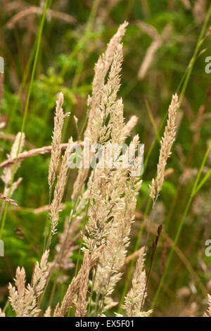 Creeping Soft-grass seed heads Stock Photo