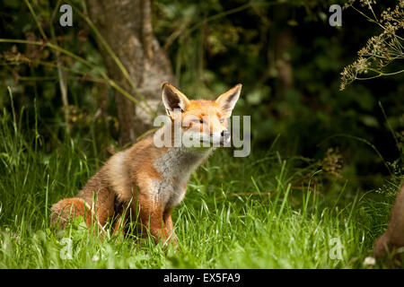 European red fox Stock Photo