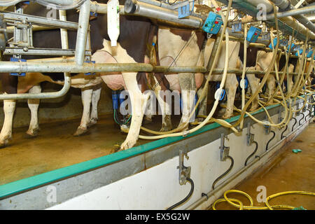 A modern pit type high speed milking station with pumps fitted to cows ...