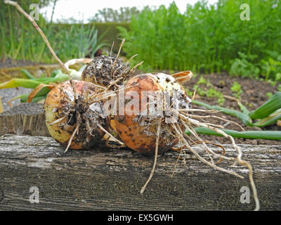White rot is a serious disease of the alliums, especially bulb onions, garlic and leeks, caused by the soil-borne fungus Sclerotium cepivorum which can persist in the soil for many years. Look for symptoms from mid-summer until early autumn. Stock Photo