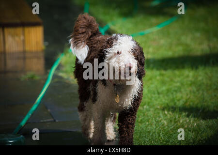 Spanish water dog puppy walking through sunny garden when wet Stock Photo