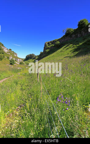 Jacob's Ladder, Polemonium caeruleum in Lathkill Dale dry valley, Peak District National Park, Derbyshire, England, UK. Stock Photo