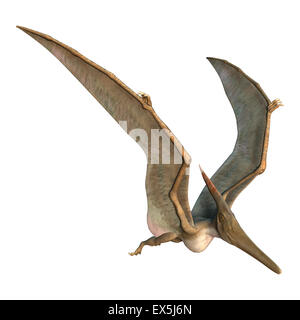 3D digital render of a Pteranodon flying isolated on white background Stock Photo