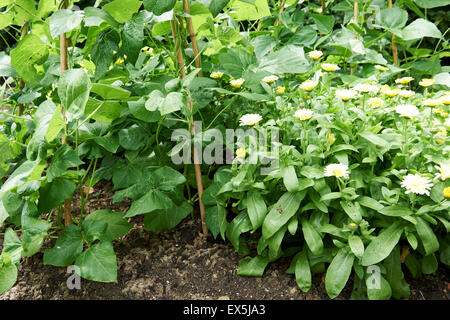 Runner Beans and Climbing Beans Growing on Cane Wigwams with Marigolds at the base. Stock Photo