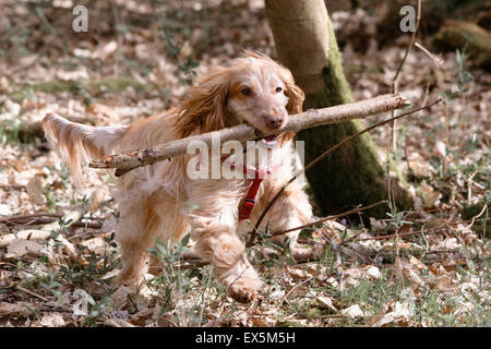 Working Cocker Spaniel, lemon roan, enjoying a forest walk Stock Photo