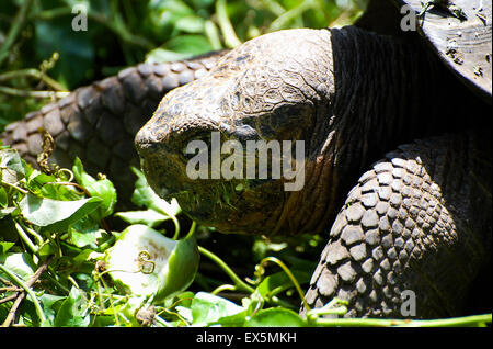 Giant Tortoise - Galapagos - Ecuador Stock Photo