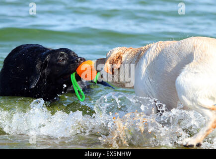 two labradors at the sea playing with an orange ball Stock Photo