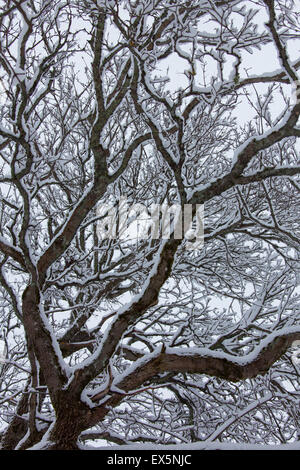 English oak / pedunculate oak / French oak (Quercus robur) branches and twigs covered in snow in winter Stock Photo
