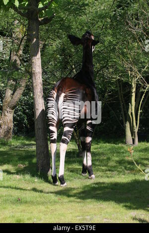 Central African Okapi or 'forest giraffe  (Okapia johnstoni) feeding on leaves, seen from behind Stock Photo