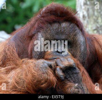 Mature alpha male Bornean orangutan (Pongo pygmaeus) portrait, studying the back of his hands Stock Photo