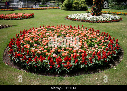 Geranium F1 Horizon Orange Ice and Salvia Vanguard in summer bedding Stock Photo