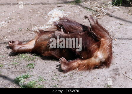 Two Young  male Bornean orangutans (Pongo pygmaeus) playing with each other and wrestling Stock Photo
