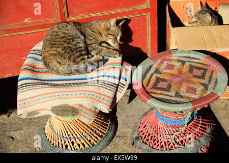 Cats at sunbath on typical rug over wicker stool and inside cardboard box before a red lacquered chest. Kumbum-Gyantse-Tibet. Stock Photo