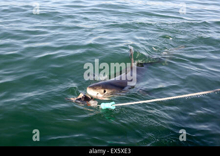 Juvenile great white shark (Carcharodon carcharias) spy hopping and chasing tuna head bait Stock Photo