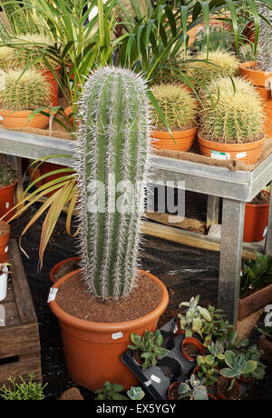 Varieties of cacti in pots Stock Photo