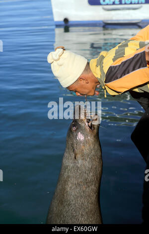 A man feeds a cape fur seal with his mouth in Hout Bay harbour, Cape Town Stock Photo