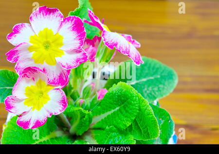 Natural violet flower in a pot on a wooden table Stock Photo