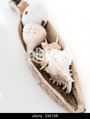 Assortment of shells in a bark vessel from South Africa Stock Photo