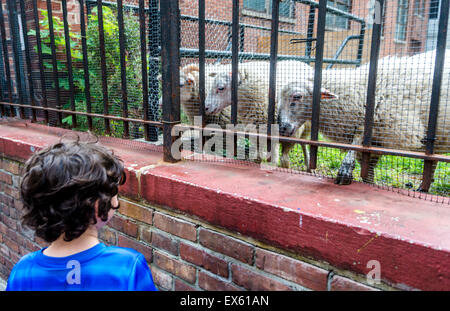 New York, USA. 07th July, 2015. Passersby enjoy the three sheep, named Elizabeth, Mott and Mulberry, who graze in the cemetery of the Roman Catholic Basilica of St. Patrick’s Old Cathedral in Nolita. The lambs fulfill a pastoral vision set by Msgr. Donald Sakano, the church’s pastor, as St Patrick's prepares to mark it's 200th Anniversary. The sheep will be on view through Saturday Credit:  Stacy Walsh Rosenstock/Alamy Live News Stock Photo