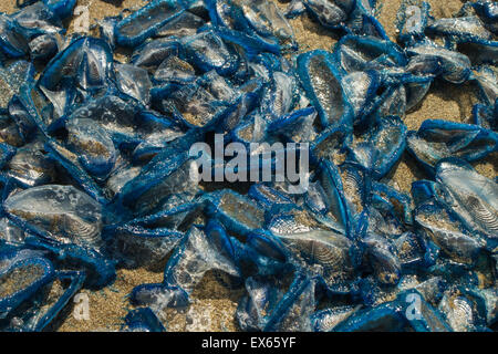 velella, sea raft, by-the-wind sailor, purple sail, little sail, on the beach in a sunny day Stock Photo