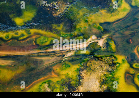 Algae and thermophilic microorganisms in hot springs in the Upper Geyser Basin in Yellowstone National Park WY Stock Photo